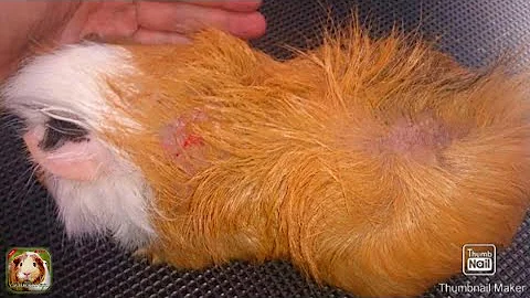 Como curar a sarna do meu porquinho da índia?