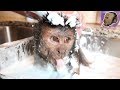 Capuchin Monkey Takes FOAMY Bubble Bath!