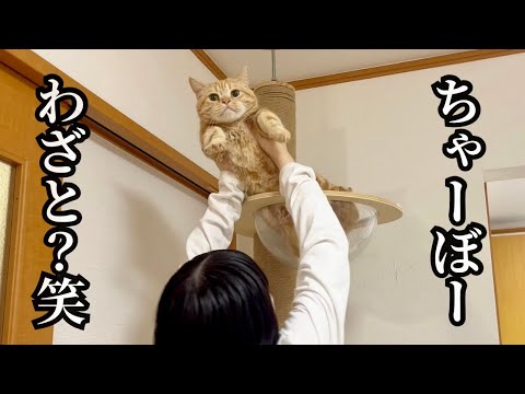 高い所から降りられなくなるまん丸猫がかわいすぎました! #猫 #マンチカン