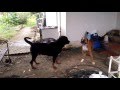 rottweiler vs boxer