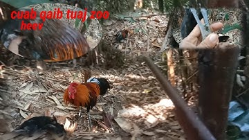 yos hav zoo cuab qaib qus tuaj zoo heev 9 /1/ 2022