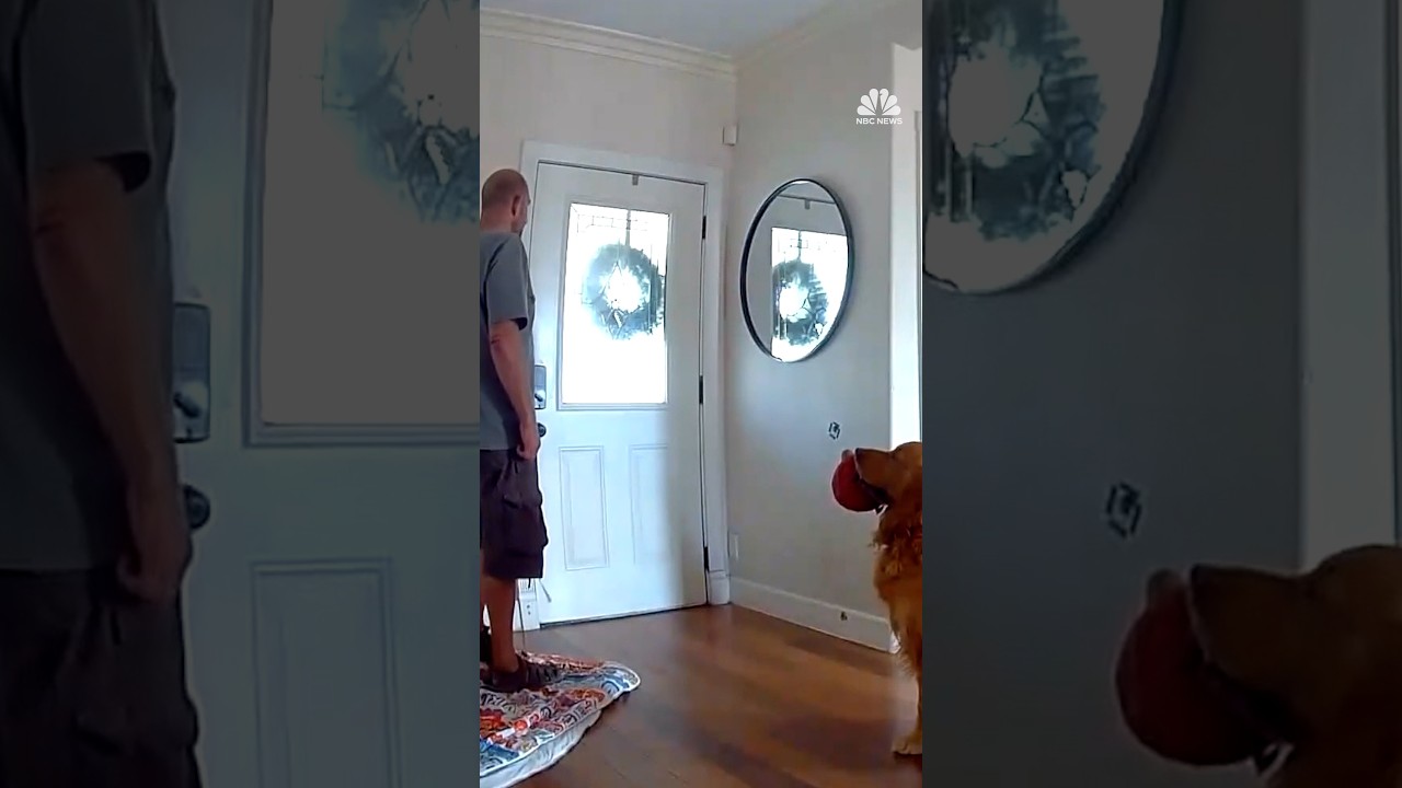 Dog tries to befriend home intruder Dog tries to befriend home intruder