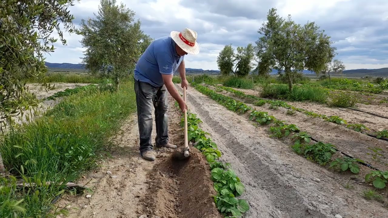 Cultivo de la patata