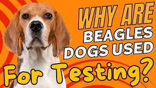 Why Are Beagle Dogs Used For Testing🐶🔬