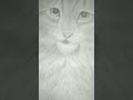 #art#catlovers