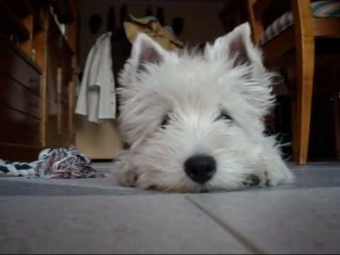 5 month old westie