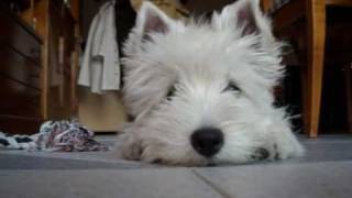 Westie puppy Lupi  4 months