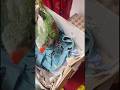 Parindo se mohabbat #viral #shortvideo #shorts #parrot #mohabbat
