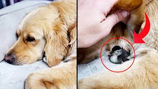 Duckling Hides Under a Puppy's Ear ❤️