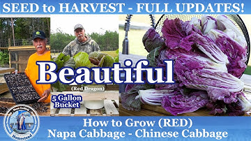 How to Grow Napa / Chinese Cabbage in  Containers  from SEED to HARVEST