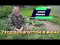 Уход за капустой в июне