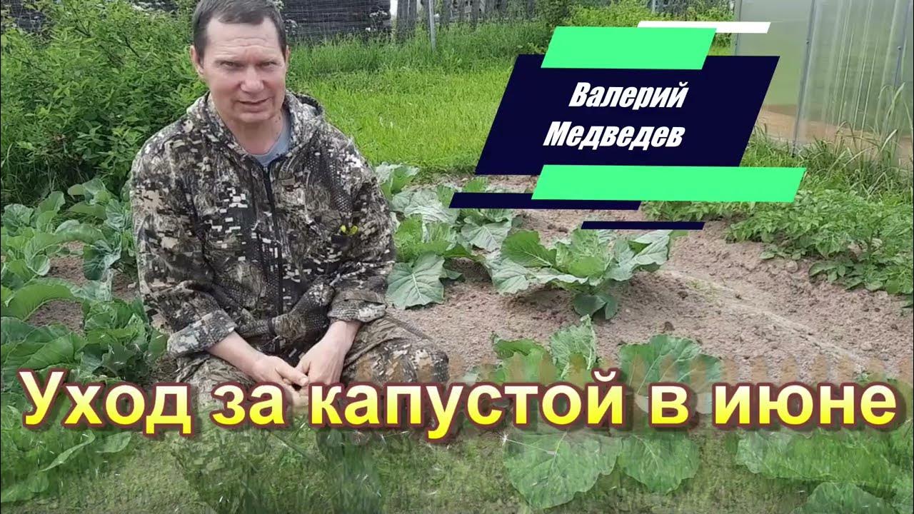Уход за капустой в июне - YouTube