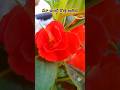 కొత్త అతిధి...#garden#flowers#flower #trending#new#happy#shortsfeed #shorts