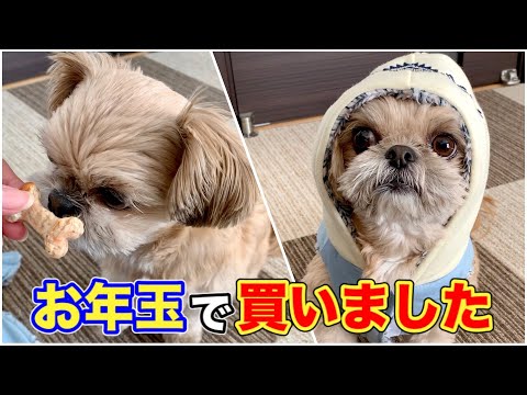 【犬 プレゼント】お年玉で買ったものを紹介します チワワ×シーズー