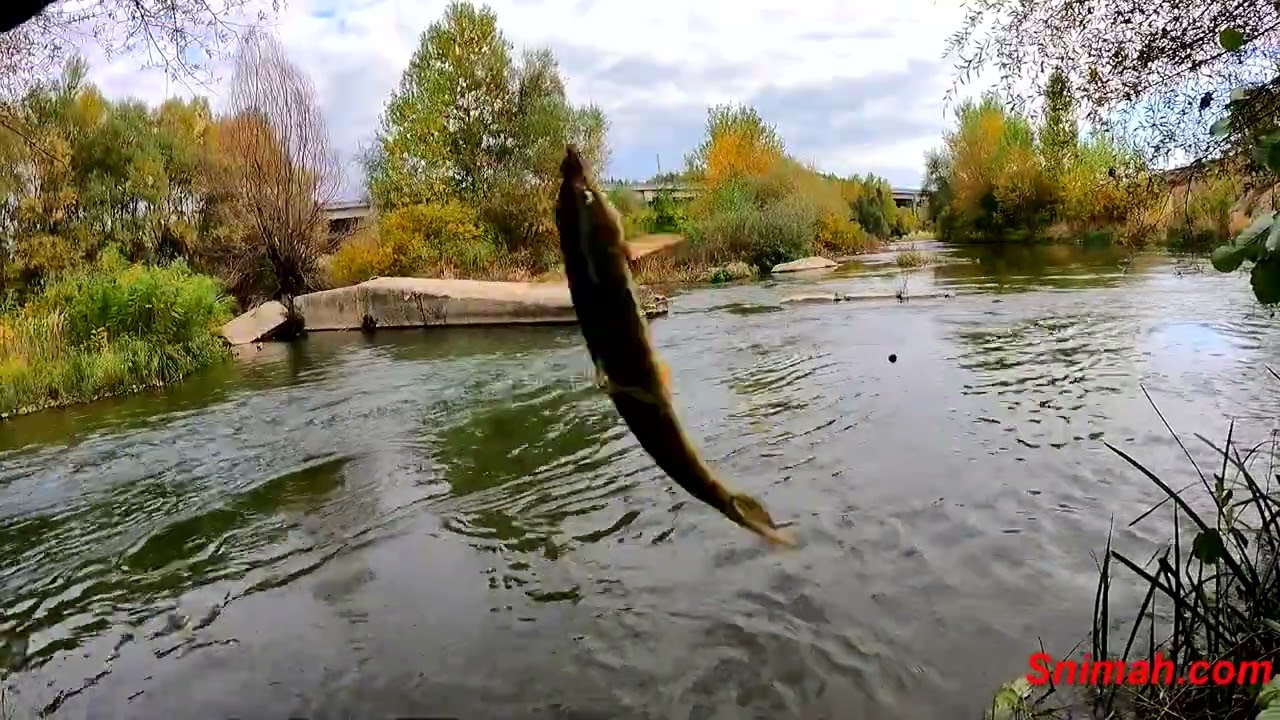 Есенни мрени от Струма край Мурсалево