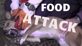 Dog Attacks Owners Over Food - Dog Whisperer BIG CHUCK MCBRIDE - SafeCalm Training Collars