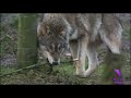 Corandcrank La Algeria Wolf