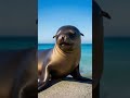 Cute AI sealion #sealion