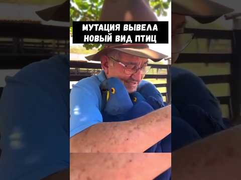 Мутация вывела новый вид птиц