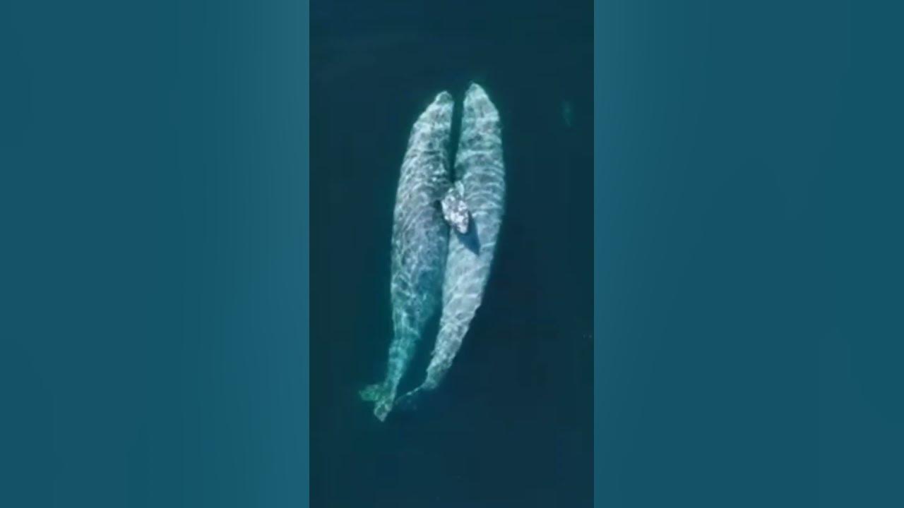 blue whale mating - YouTube