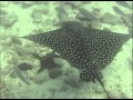 Galápagos fauna submarina parte 1