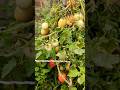 Beautiful Fruiting Tomatoes plant #nature #kitchengarden #gardening #viralshorts #ytshorts