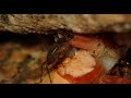【食事】カニを食べるウスモンウミコオロギ（ウスモンナギサスズ）withイソハサミムシ　Caconemobius takarai　（薄紋海蟋蟀） #Shorts