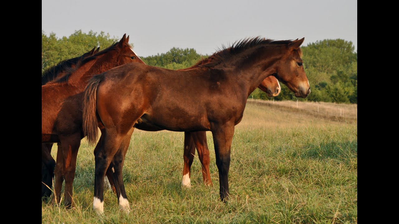 Code White Vs Code Blue VS Code Blue 2020 Colt- Sold - YouTube