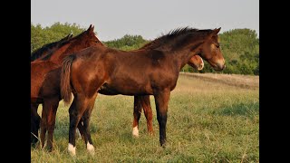 VS Code Blue 2020 Colt- Sold