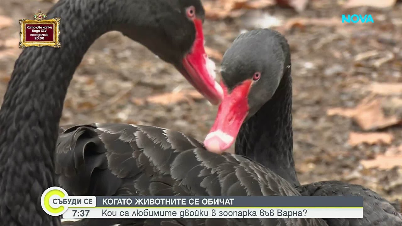 Рисовете спечелиха конкурса за най-романтична двойка във Варненския зоопарк