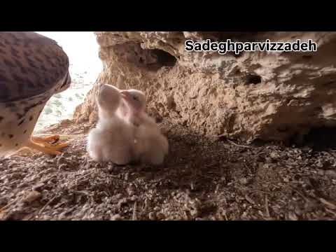 مگه میشه این دنیا بی صاحب باشه