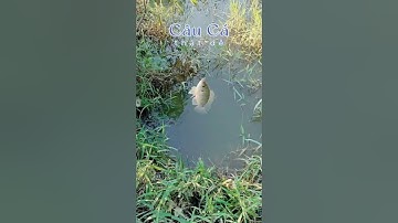 Câu cá rô phi thật dễ dàng #fishing #casuoii