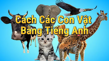 Cách Đọc Các Con Vật Quen Thuộc Bằng Tiếng Anh - Yến Linh Official
