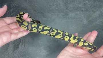 Pastel 100% triple het VPI Axanthic / Clown / Piebald Ball Python - 2023.9-3