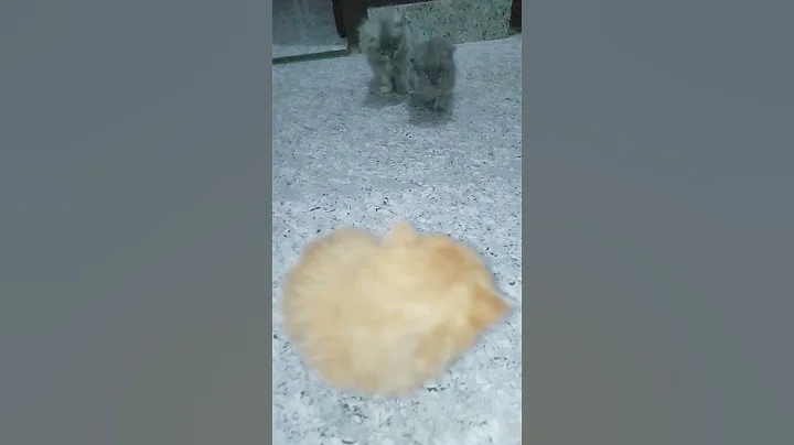 Video 6757121: himalayan kitten turkish angora, persian kitten turkish angora, persian cat turkish angora, cute turkish angora kitten