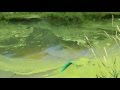 Removing duckweed from a pond