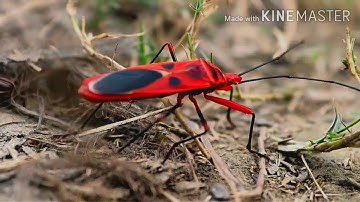 The Stunning Life Cycle Of A Lady bug(Animal Kingdom)