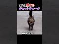 見える..ランウェイが見えるぞ... #猫 #キャットウォーク #ランウェイ #キャットウォークたる所以 #癒し動画 #shorts