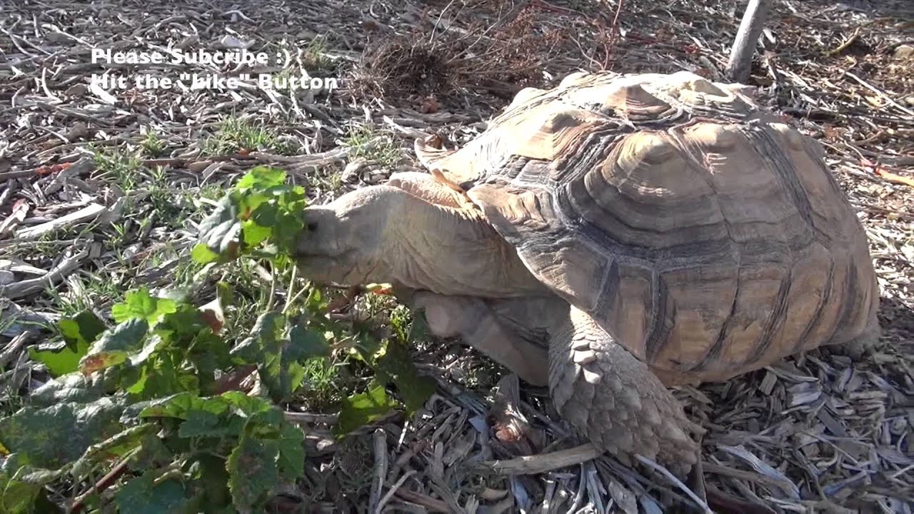5 Year Old Sulcata Tortoise 70 Pounds Youtube,Risotto Recipes Chicken
