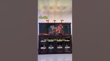 1 dòng thần tiên chắc hẳn ae nào mê đều muốn sở hữu #thaihoaaquarium #angelfish #thuysinh