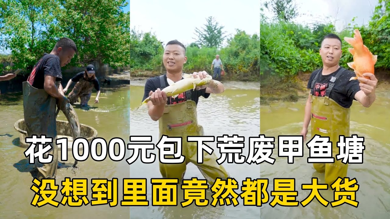 小飞哥花1000元包下美女塘主家的荒废甲鱼塘，没想到里面竟然都是大货！｜花1800元包下3年没干的鱼塘，里面到底会有多少鱼？