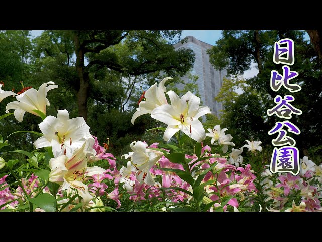 TOKYO. The metropolis of Tokyo is filled with the smell of lilies. 4K 日比谷公園