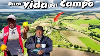 Nadie quiere comprar su COSECHA DE LIMONES 🍋se están dañando 