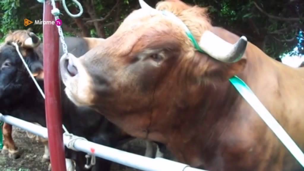 ¿Maltrato animal? Las ferias de ganado canarias en el punto de mira