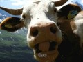 Moosecow