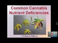 Common Cannabis Nutrient Deficiencies