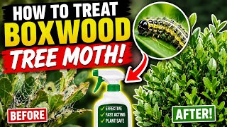 How to Get Rid of Boxwood Tree Moths FAST! 🐛🌿