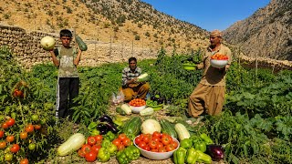 Fresh Farm Harvesting fresh organic and natural produce Harvesting tomatoes peppers eggplants