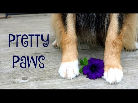 puppy paradise Grooming 101: Trimming a Paw