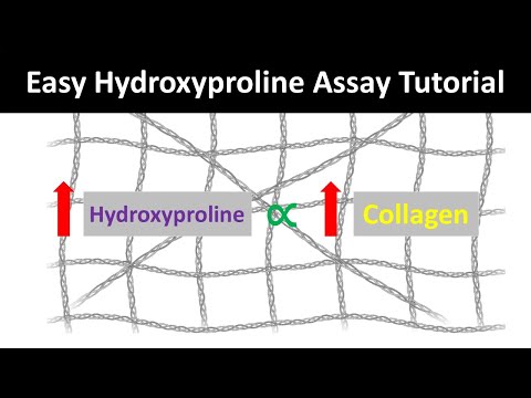 Video: Elastină are hidroxiprolină?